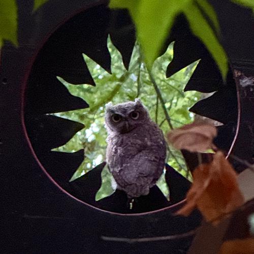 Eastern Screech-Owl observed by beejayky