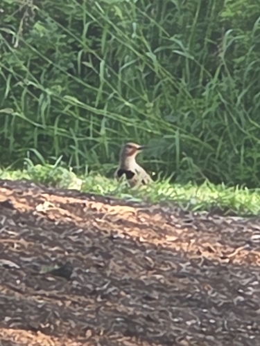 Northern Flicker observed by vulpesmacrotis