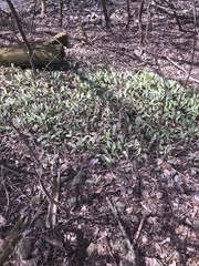 Erythronium albidum