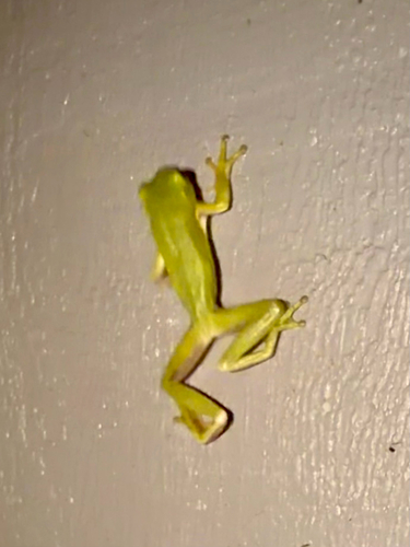 Green Treefrog observed by laurareynolds64