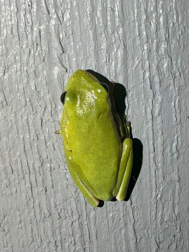 Green Treefrog observed by laurareynolds64