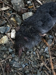 Sorex trowbridgii