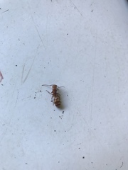 Camponotus variegatus