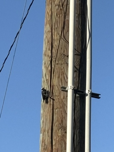 Acorn Woodpecker observed by tallen357