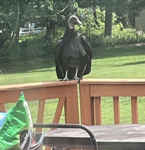 Black Vulture observed by teaching4change