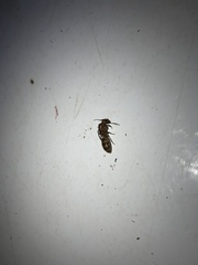 Camponotus variegatus