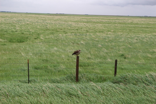 Swainson's Hawk