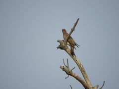 Colaptes auratus auratus