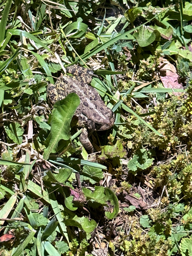 American Toad observed by what_is_that
