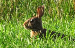 Eastern Cottontail observed by ryan23970869701243