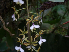 Epidendrum stamfordianum