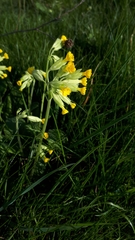 Primula veris