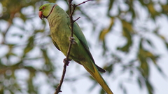 Psittacula krameri