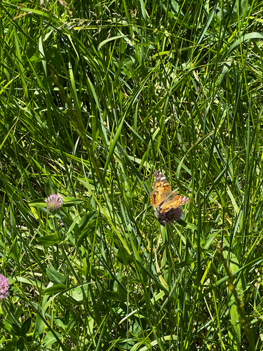 Painted Lady
