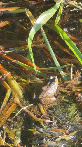 American Bullfrog observed by landonmcguire