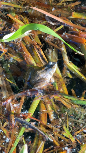 American Bullfrog observed by landonmcguire
