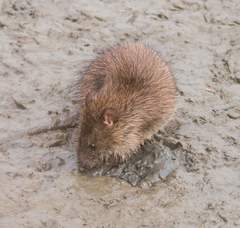 Lesser Bandicoot Rat photo 2