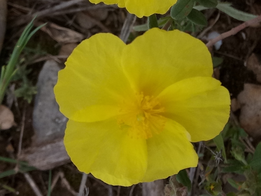 Helianthemum croceum (Helianthemum croceum)