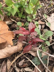 Magnoliopsida