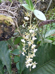 Epidendrum stamfordianum