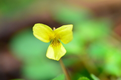 Viola sempervirens