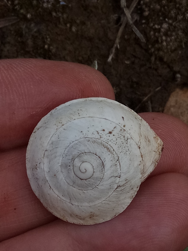 Sphincterochila cariosula cariosula