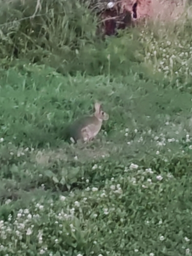 Eastern Cottontail observed by lf-at-ah