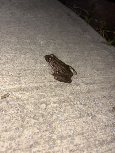 Green Frog observed by waltern