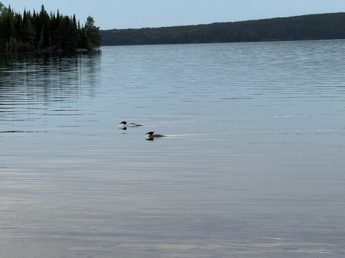 Common Merganser observed by eloravdl