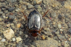 Agabus disintegratus