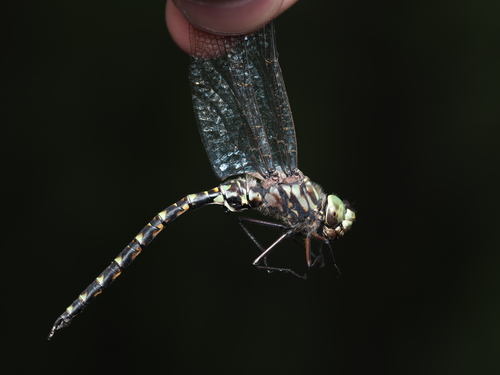 Harlequin Darner photo 6