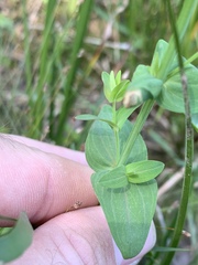 Hypericum gymnanthum