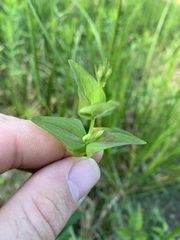 Hypericum gymnanthum