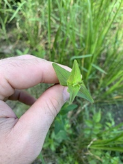 Hypericum gymnanthum