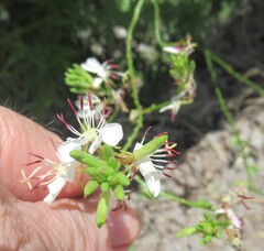 (c) Linda Jo Conn, some rights reserved (CC BY) Oenothera suffulta, photograph (c) Linda Jo Conn, some rights reserved (CC BY)