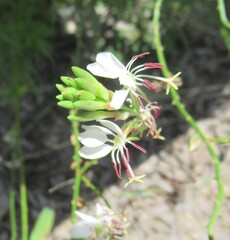 Oenothera suffulta, photograph (c) Linda Jo Conn, some rights reserved (CC BY)
