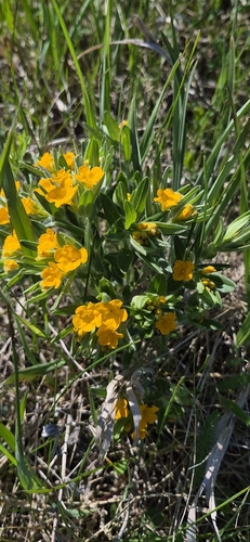 hoary puccoon