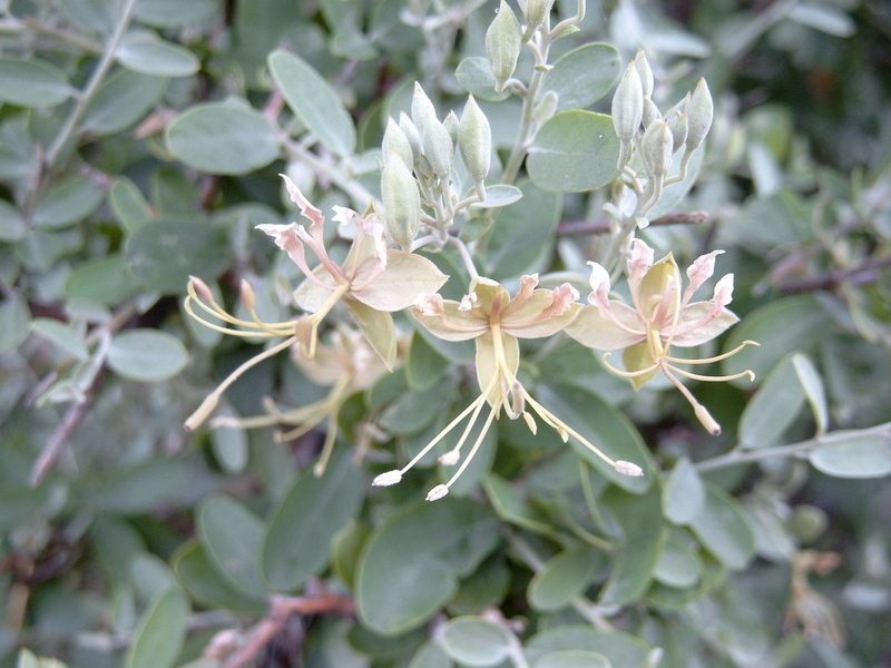Cadaba farinosa