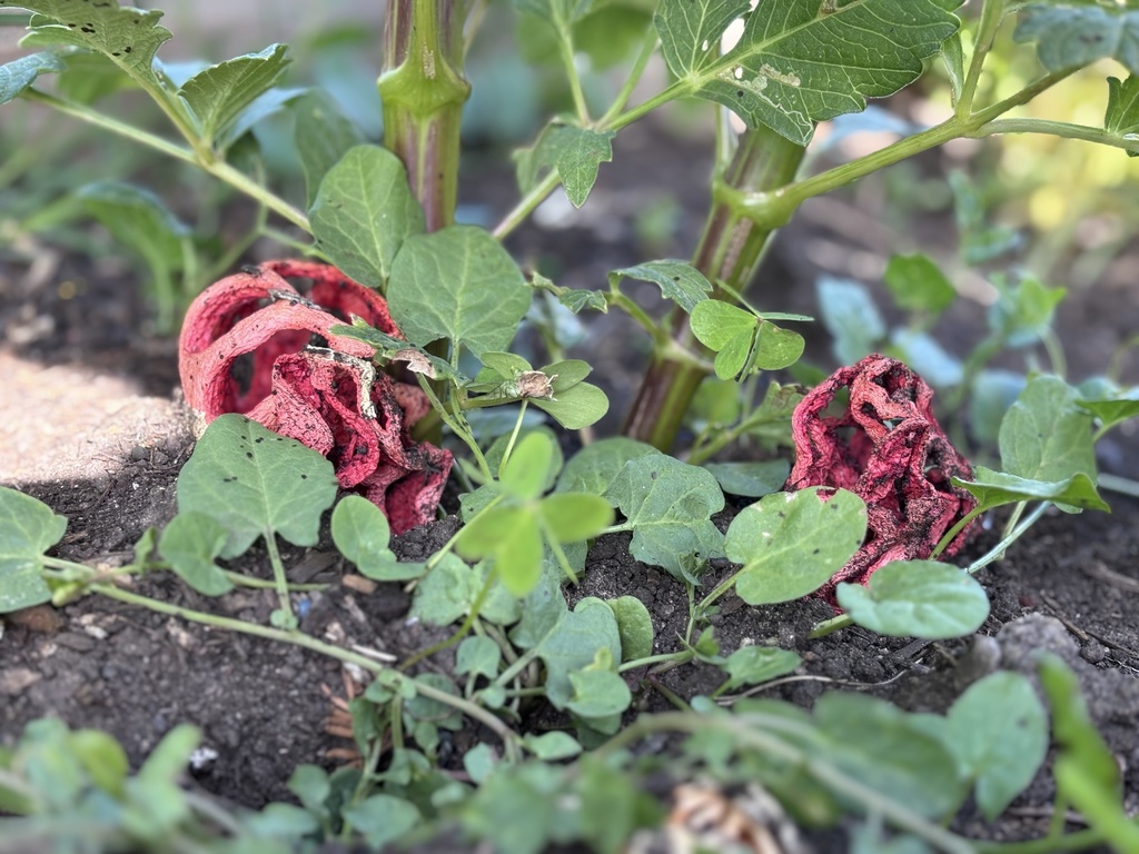 red-cage fungus · June 2026 · photo: Photo: (c) reagan peschke, some rights reserved (CC BY) · iNaturalist