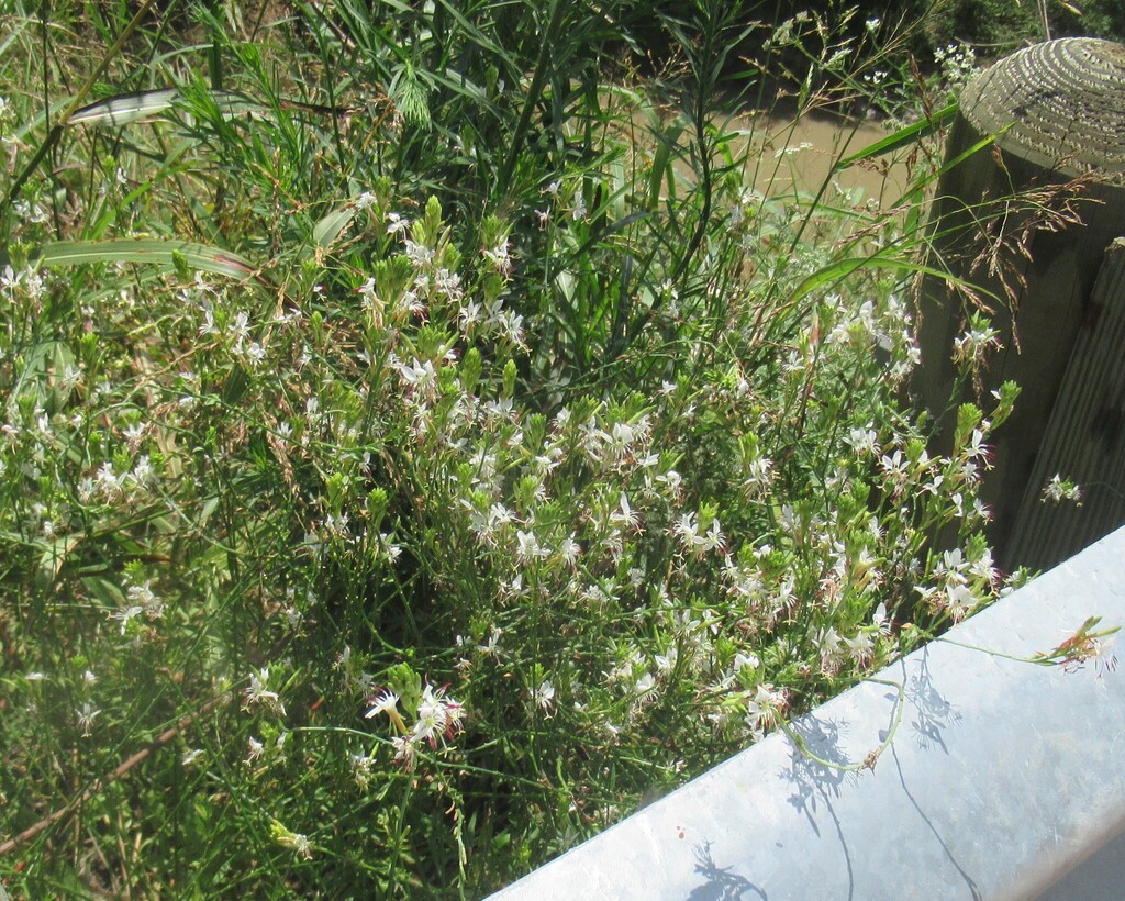 Oenothera suffulta; photograph (c) Linda Jo Conn, some rights reserved (CC BY)
