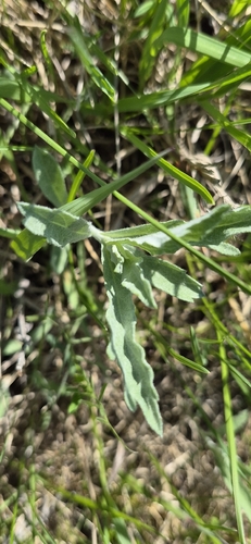 Silver Wormwood