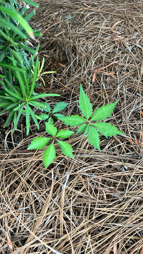 Virginia creeper