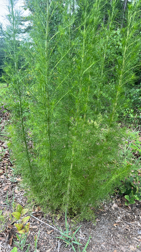dogfennel