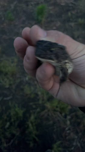 Woodhouse's Toad observed by trkagog