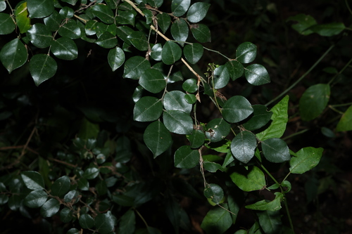 Murraya lucida (Murraya lucida)