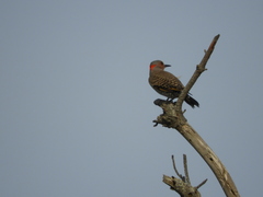 Colaptes auratus auratus