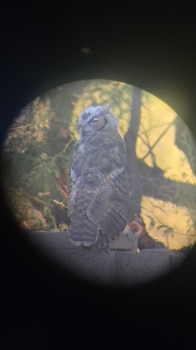 Great Horned Owl observed by acbiotech04