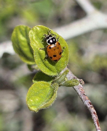 Ladybug