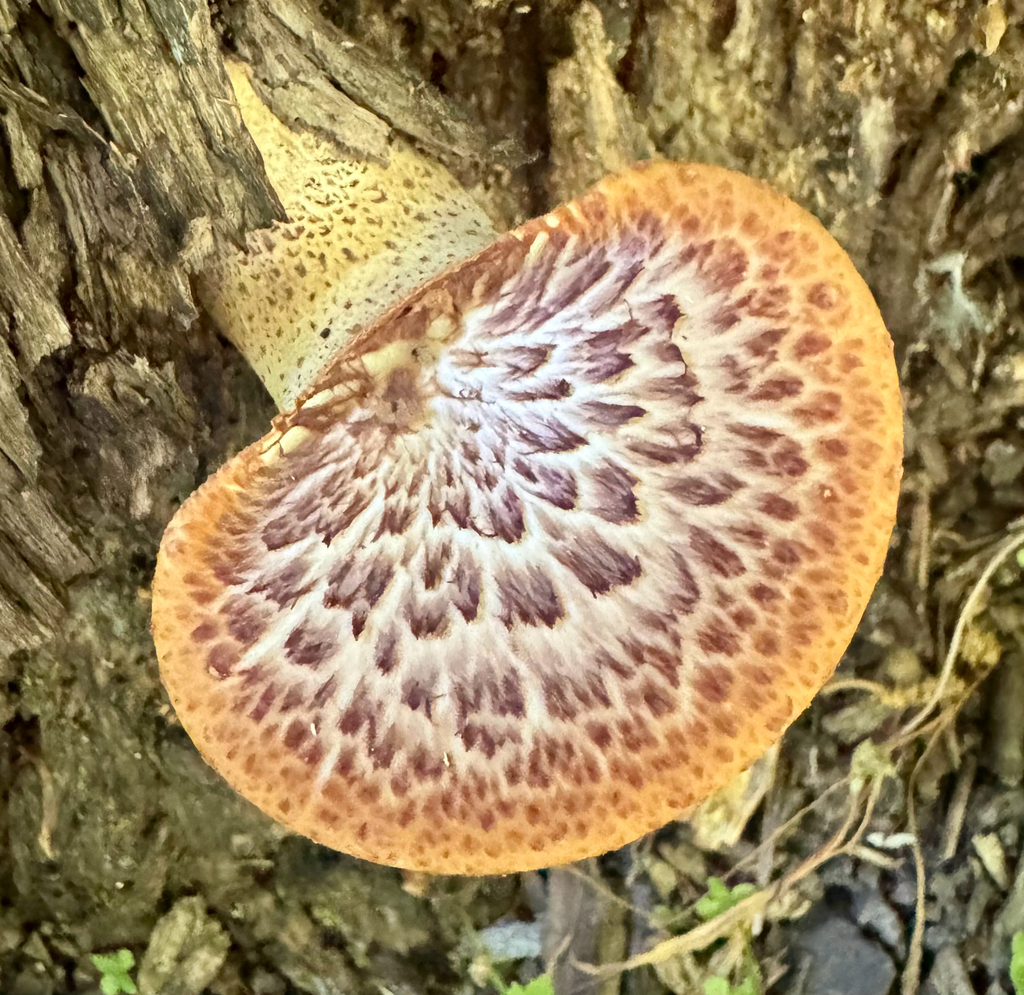 Dryad's Saddle · June 2026 · photo: Photo: (c) sofi v, some rights reserved (CC BY) · iNaturalist