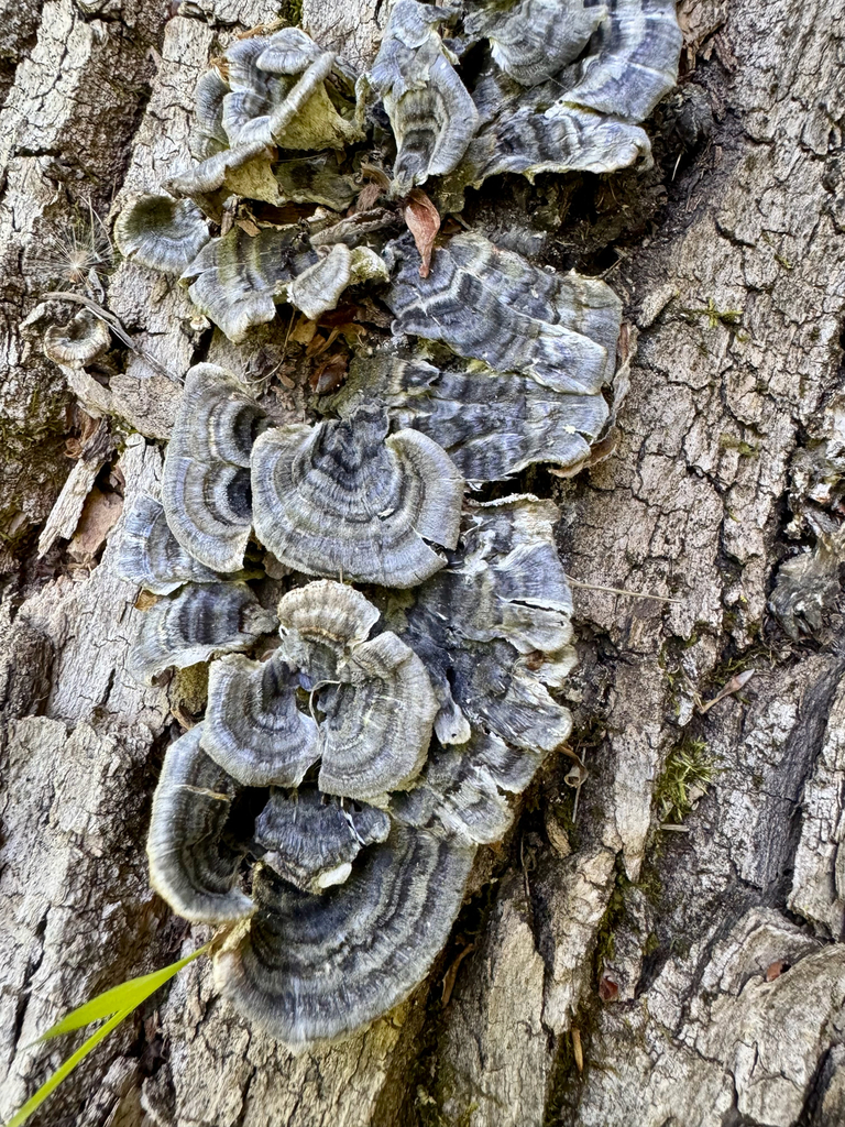 turkey-tail · June 2026 · photo: Photo: (c) sofi v, some rights reserved (CC BY) · iNaturalist